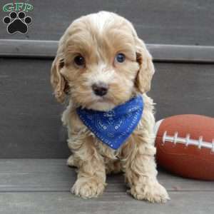 Theo, Cockapoo Puppy